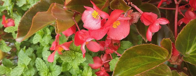 begonia-mint.jpg